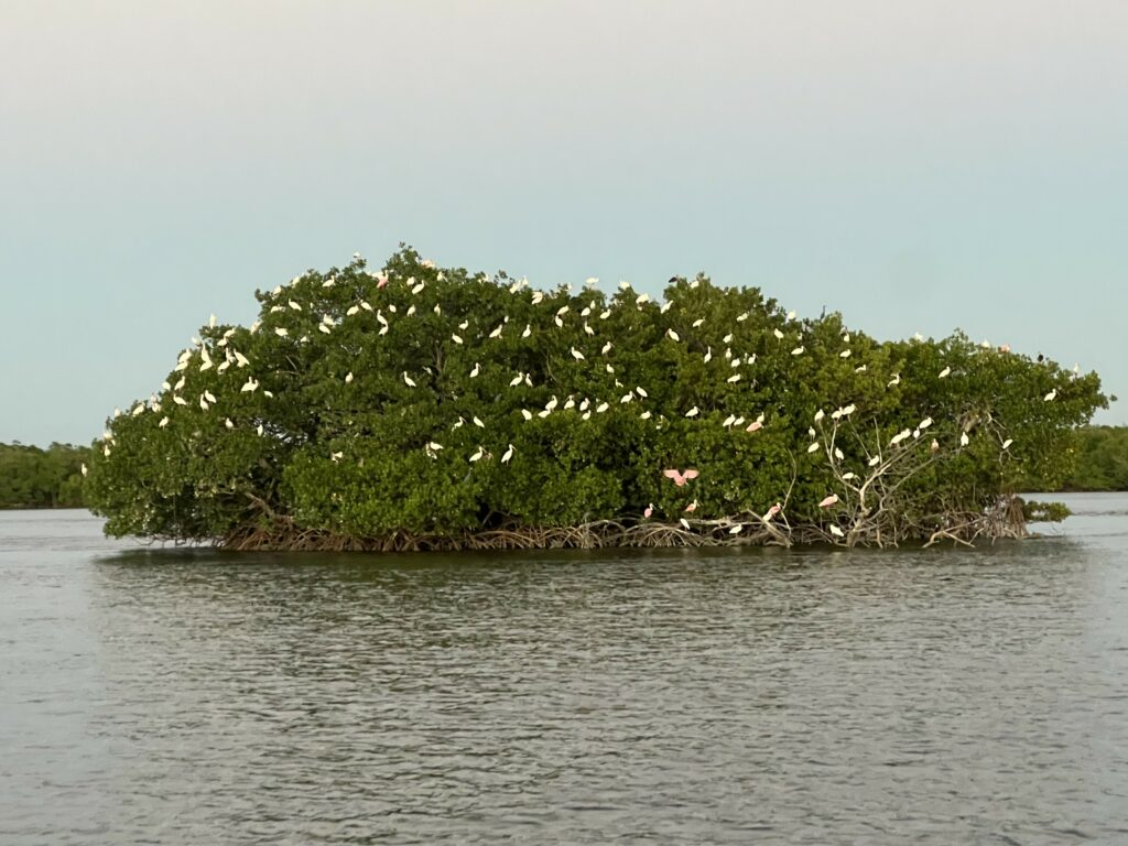 Bird Rookery Ten Thousand Islands, Gulf of Mexico | 90 Minute Boat Tour | Private Everglades Tour Guide | Miami Native Tours