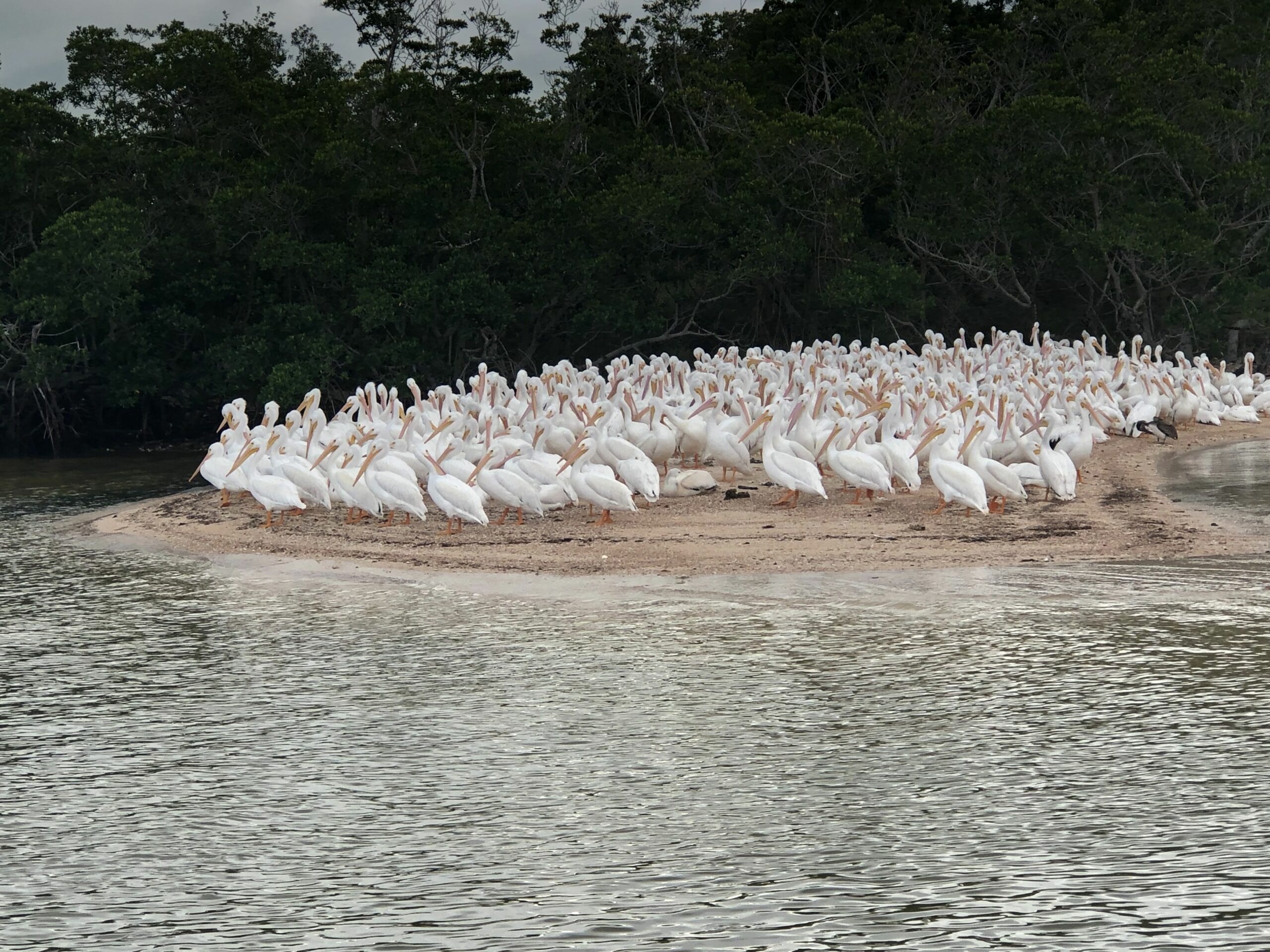 White Pelicans | Everglades Tour Guide | 10,000 Islands | Gulf of Mexico | Miami Native Tours